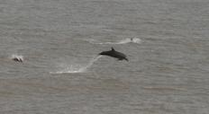 Dauphins fleuve Casamance
