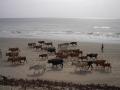 La plage - les vaches