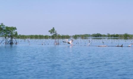 Régénération de mangrove
