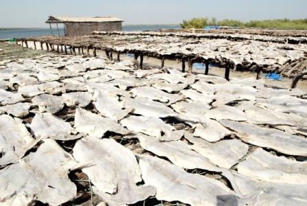 Sèchage de poisson à Elinkine